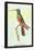 Trochilus Multicolor-Sir William Jardine-Framed Stretched Canvas