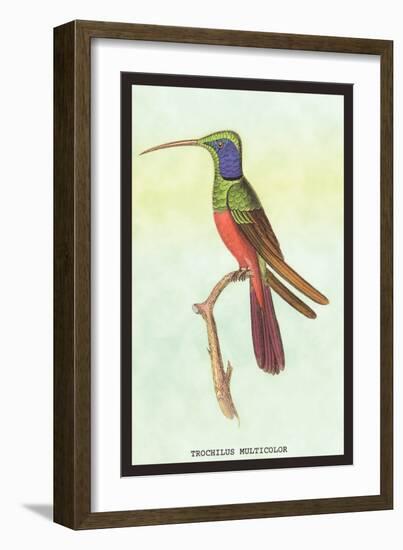 Trochilus Multicolor-Sir William Jardine-Framed Art Print