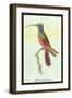 Trochilus Multicolor-Sir William Jardine-Framed Art Print