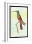 Trochilus Multicolor-Sir William Jardine-Framed Art Print