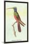 Trochilus Multicolor-Sir William Jardine-Mounted Art Print