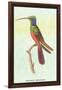 Trochilus Multicolor-Sir William Jardine-Framed Art Print