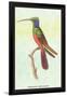Trochilus Multicolor-Sir William Jardine-Framed Art Print