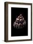 Trochus Ferreirai-Paul Starosta-Framed Photographic Print