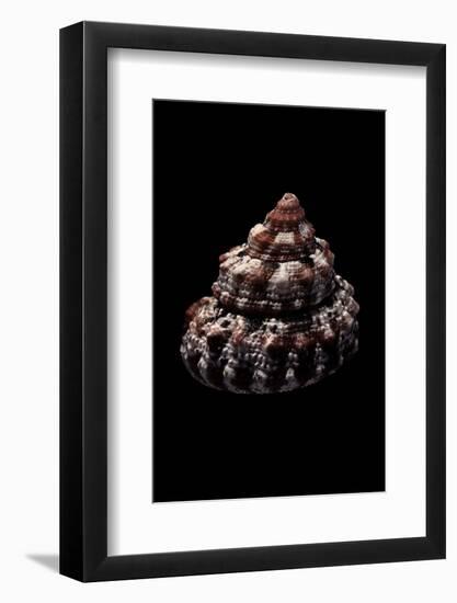 Trochus Ferreirai-Paul Starosta-Framed Photographic Print