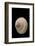 Trochus Glyptus-Paul Starosta-Framed Photographic Print