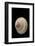 Trochus Glyptus-Paul Starosta-Framed Photographic Print