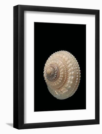 Trochus Glyptus-Paul Starosta-Framed Photographic Print