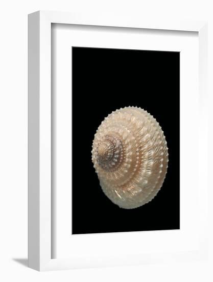Trochus Glyptus-Paul Starosta-Framed Photographic Print