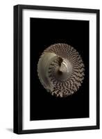 Trochus Maculatus-Paul Starosta-Framed Premium Photographic Print