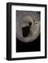 Trochus Maculatus-Paul Starosta-Framed Photographic Print