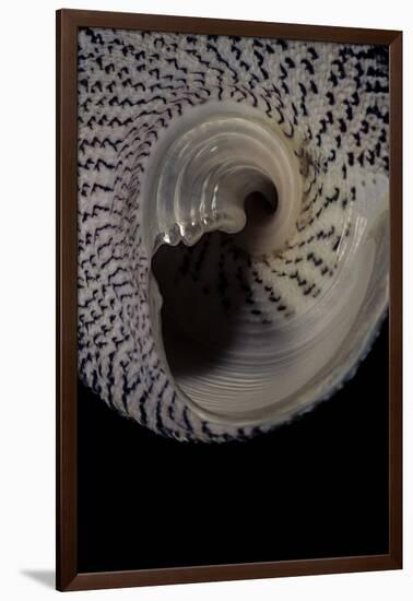 Trochus Maculatus-Paul Starosta-Framed Photographic Print