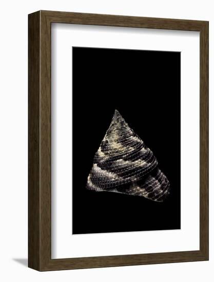 Trochus Maculatus-Paul Starosta-Framed Photographic Print