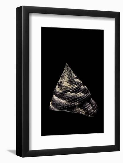 Trochus Maculatus-Paul Starosta-Framed Photographic Print