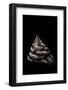 Trochus Maculatus-Paul Starosta-Framed Photographic Print