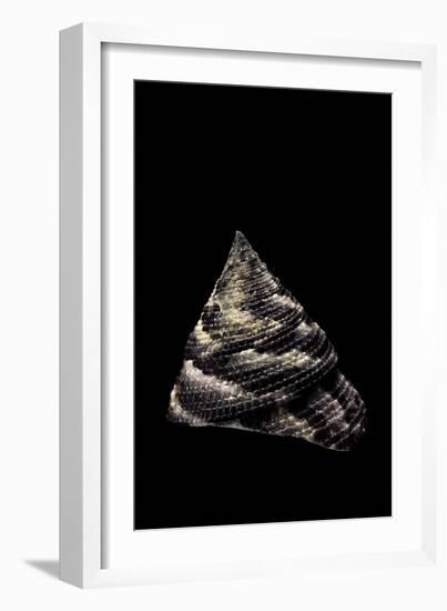 Trochus Maculatus-Paul Starosta-Framed Photographic Print