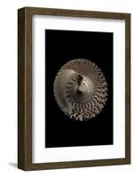 Trochus Maculatus-Paul Starosta-Framed Photographic Print