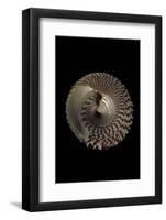 Trochus Maculatus-Paul Starosta-Framed Photographic Print