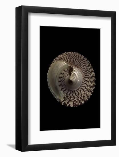 Trochus Maculatus-Paul Starosta-Framed Photographic Print