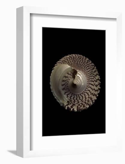 Trochus Maculatus-Paul Starosta-Framed Photographic Print