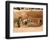 Troglodyte Pit Home, Berber Underground Dwellings, Matmata, Tunisia, North Africa, Africa-Dallas & John Heaton-Framed Photographic Print