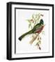 Trogon Ambiguus-Aaron Ashley-Framed Art Print