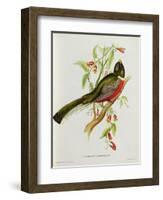 Trogon Ambiguus-John Gould-Framed Giclee Print