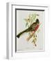 Trogon Ambiguus-John Gould-Framed Giclee Print