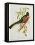 Trogon Ambiguus-John Gould-Framed Stretched Canvas