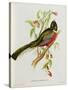 Trogon Ambiguus-John Gould-Stretched Canvas