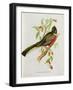 Trogon Ambiguus-John Gould-Framed Giclee Print