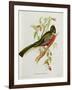 Trogon Ambiguus-John Gould-Framed Giclee Print