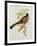 Trogon Ambiguus-John Gould-Framed Giclee Print