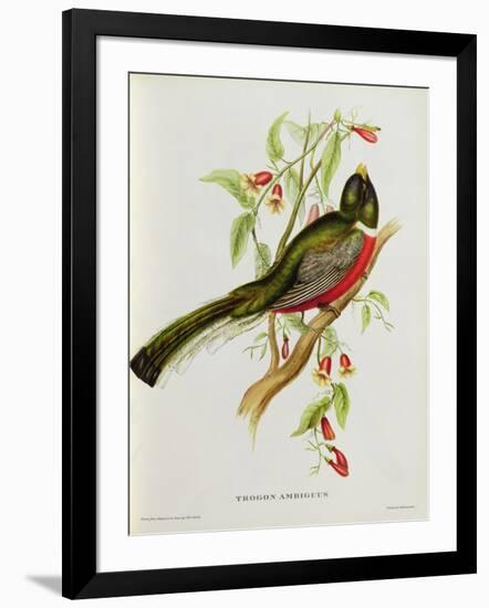 Trogon Ambiguus-John Gould-Framed Giclee Print