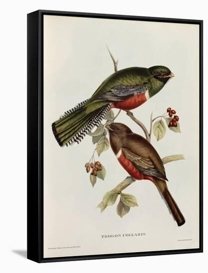 Trogon Collaris-John Gould-Framed Stretched Canvas