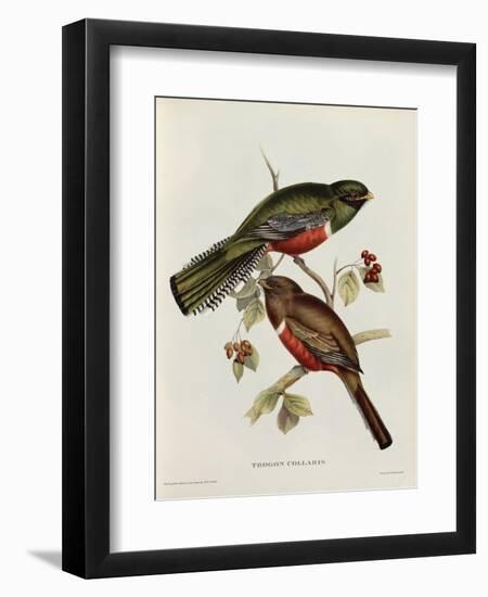 Trogon Collaris-John Gould-Framed Giclee Print