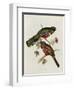 Trogon Collaris-John Gould-Framed Giclee Print