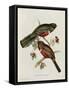 Trogon Collaris-John Gould-Framed Stretched Canvas