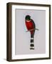 Trogon Mexicanus-Aaron Ashley-Framed Art Print