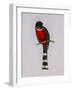 Trogon Mexicanus-Aaron Ashley-Framed Art Print