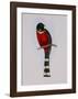 Trogon Mexicanus-Aaron Ashley-Framed Art Print