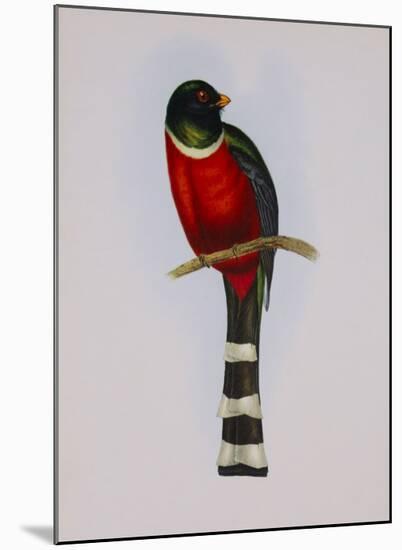 Trogon Mexicanus-Aaron Ashley-Mounted Art Print