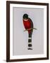 Trogon Mexicanus-Aaron Ashley-Framed Art Print