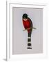 Trogon Mexicanus-Aaron Ashley-Framed Art Print