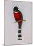 Trogon Mexicanus-Aaron Ashley-Mounted Art Print