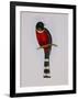 Trogon Mexicanus-Aaron Ashley-Framed Art Print