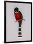 Trogon Mexicanus-Aaron Ashley-Framed Art Print