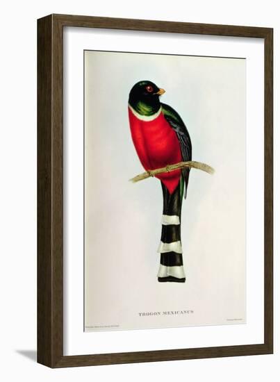 Trogon Mexicanus-John Gould-Framed Giclee Print