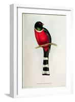 Trogon Mexicanus-John Gould-Framed Giclee Print