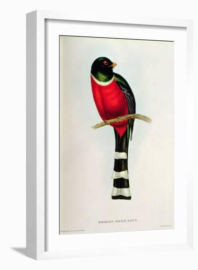 Trogon Mexicanus-John Gould-Framed Giclee Print